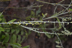 Crotalaria spectabilis